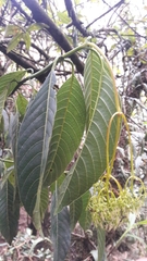 Palicourea lineariflora