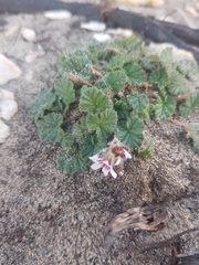 Pelargonium australe