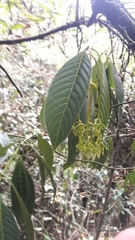Palicourea lineariflora