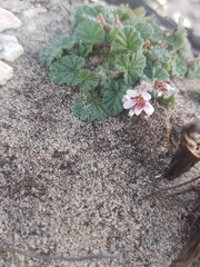 Pelargonium australe
