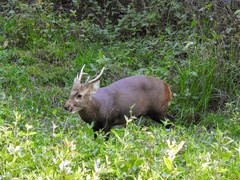Axis porcinus porcinus