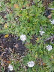 Nablonium calyceroides