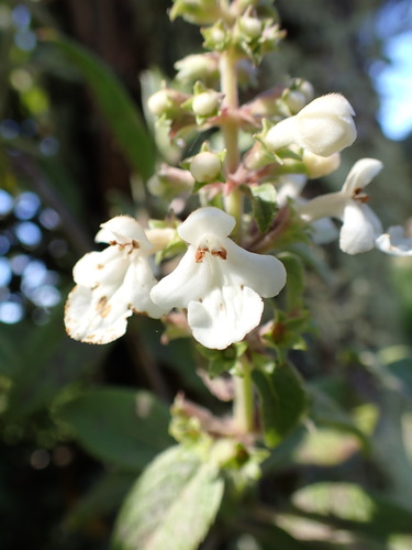 Phyllostegia brevidens