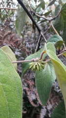 Smilax tomentosa