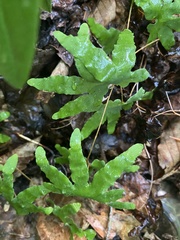 Lygodium palmatum image