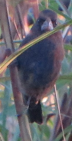 Passerina caerulea image