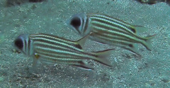 Sargocentron cornutum