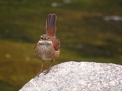 Olrog's Cinclodes photo 3