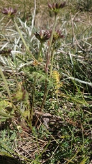 Chaerophyllum eriopodum