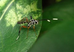 Glabridorsum stokesii