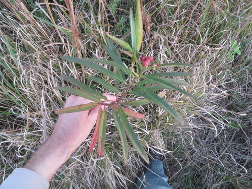Asclepias curassavica image
