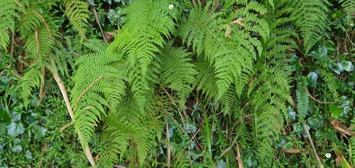 Dryopteris aitoniana image