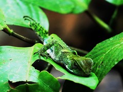 Enyalioides laticeps