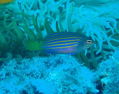 ニセモチノウオ