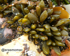 Adenocystis utricularis