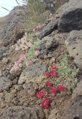 Eriogonum ovalifolium rubidum
