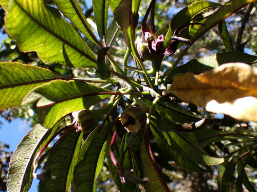 Image of Pele Clermontia (Clermontia peleana) by (c) Cricket Raspet, some rights reserved (CC BY)