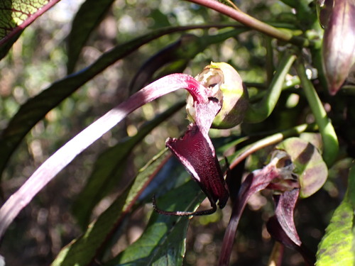 Image of Clermontia peleana by (c) Cricket Raspet, some rights reserved (CC BY)