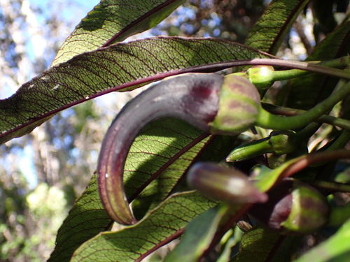 Image of Clermontia peleana by (c) Cricket Raspet, some rights reserved (CC BY)