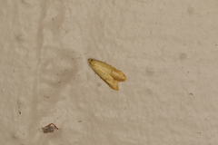Aeolothapsa malacella