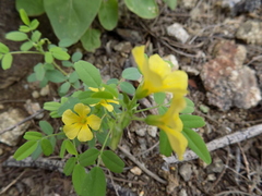 Oxalis frutescens