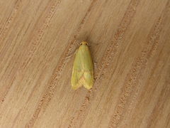 Aeolothapsa malacella