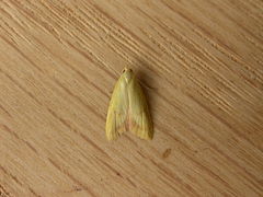 Aeolothapsa malacella