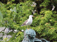 Larus fuscus
