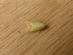 Aeolothapsa malacella