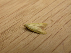 Aeolothapsa malacella