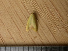 Aeolothapsa malacella