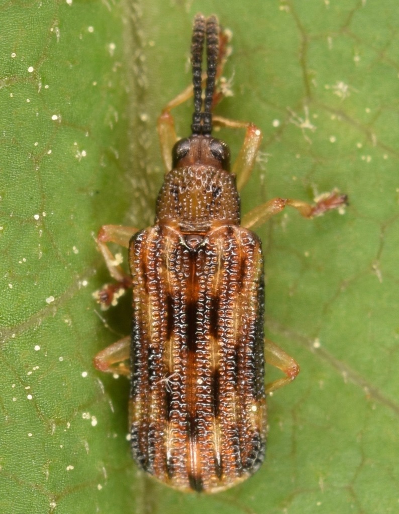 Sumitrosis inaequalis