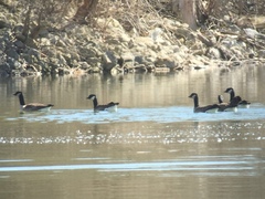 Branta hutchinsii hutchinsii