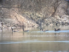 Branta hutchinsii hutchinsii