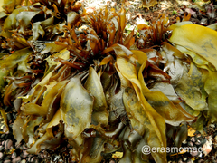 Mazzaella laminarioides