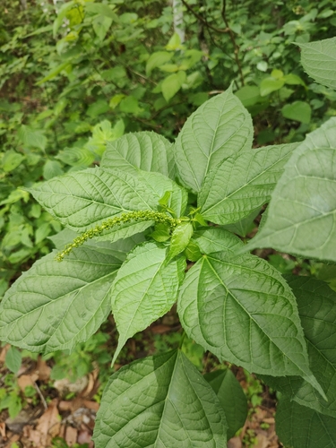 Croton ynesae