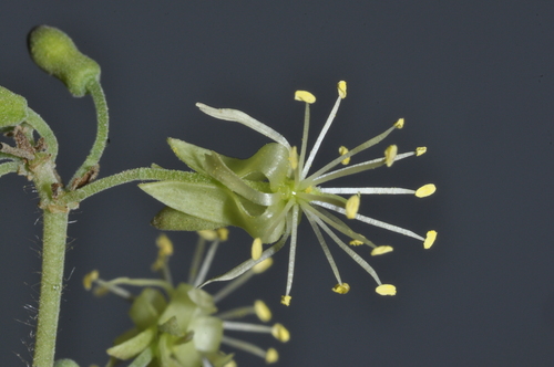 Heliocarpus americanus