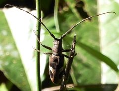 Paraleprodera insidiosa