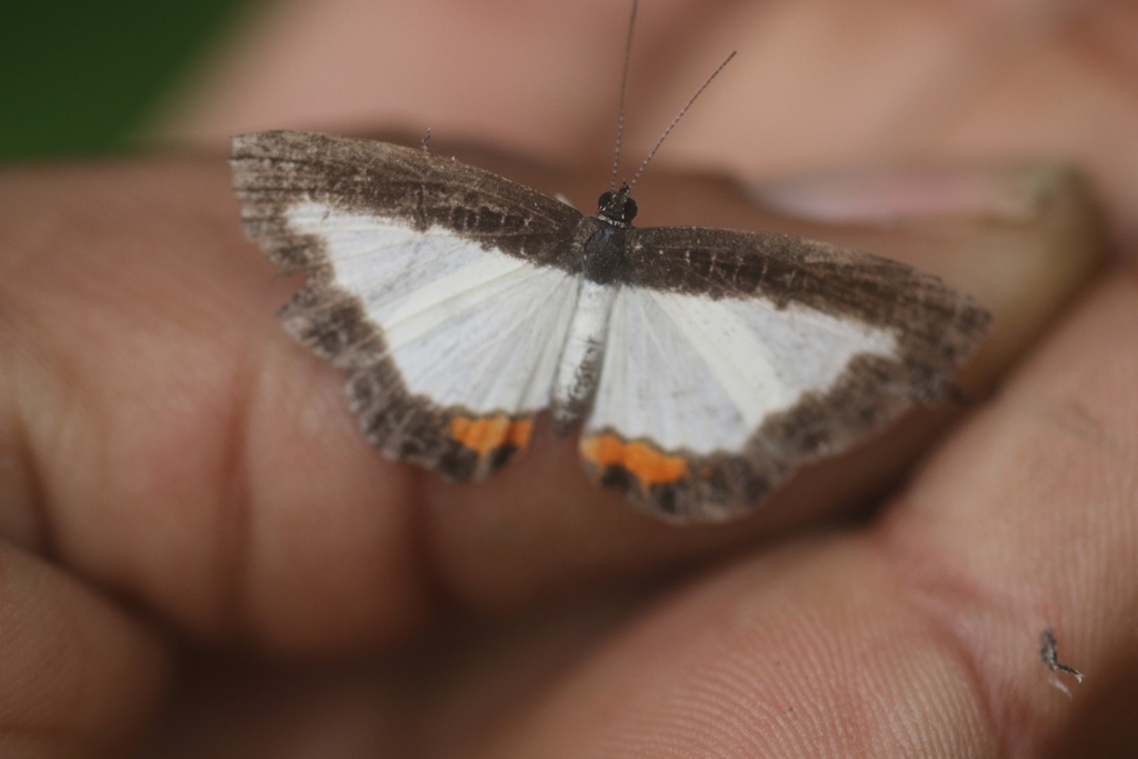 Blood-spot Metalmark