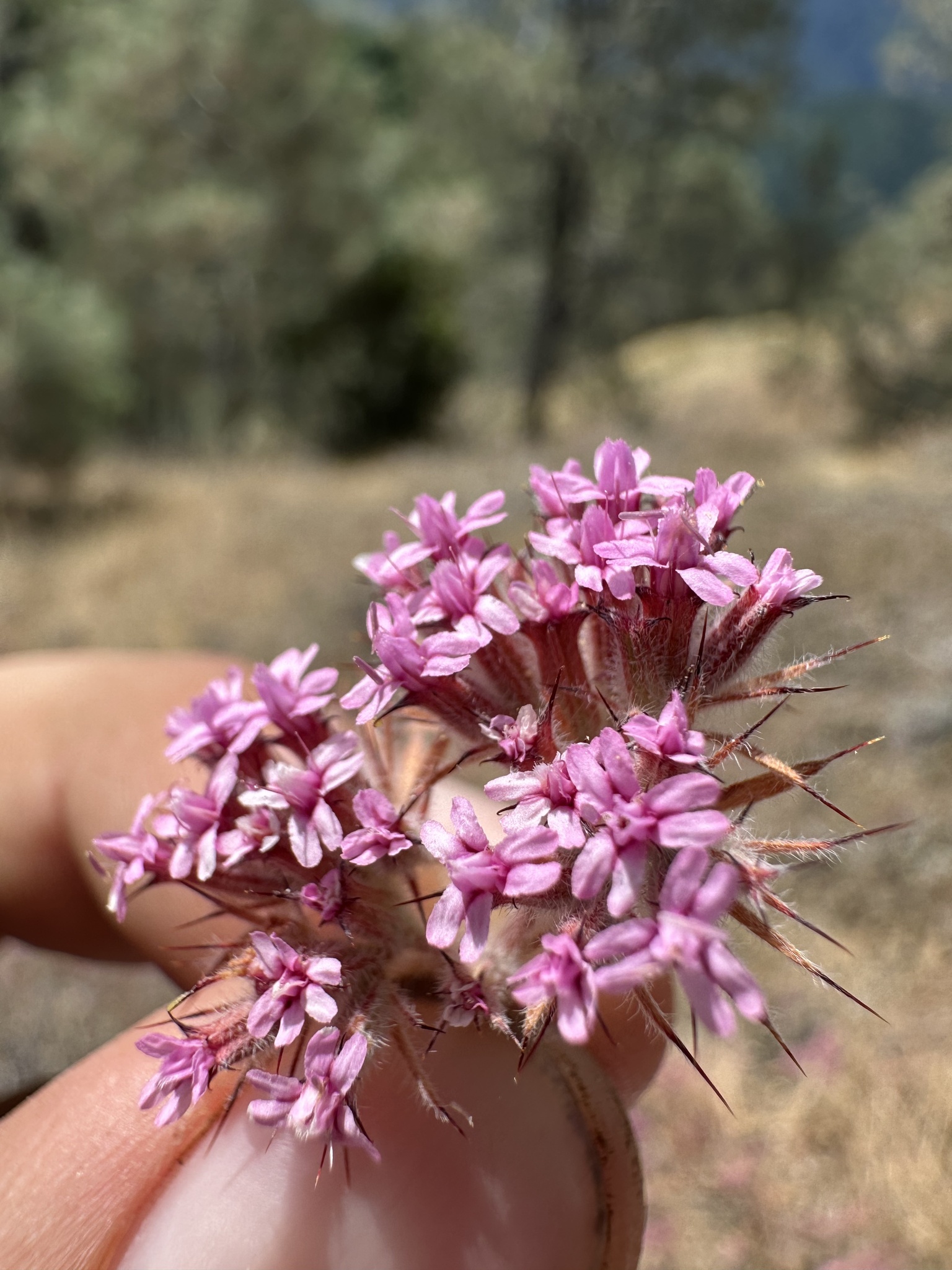 Twolobe Spineflower (Chorizanthe biloba)