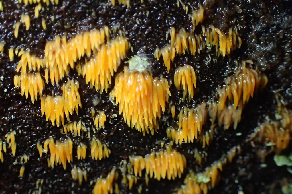 Mucronella