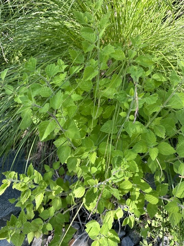 Clinopodium mimuloides