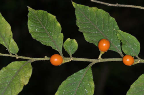 Solanum pseudocapsicum