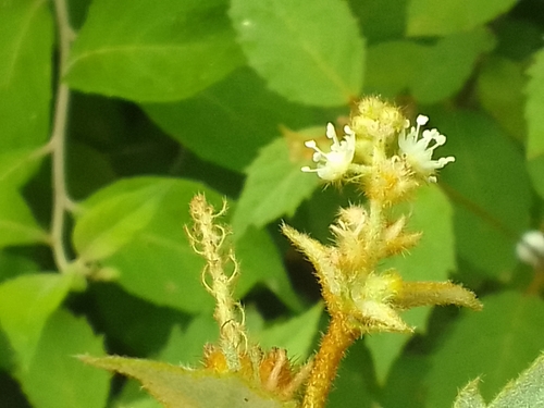 Croton jutiapensis