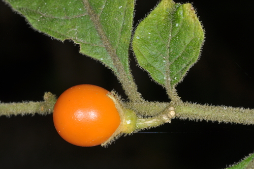 Solanum pseudocapsicum