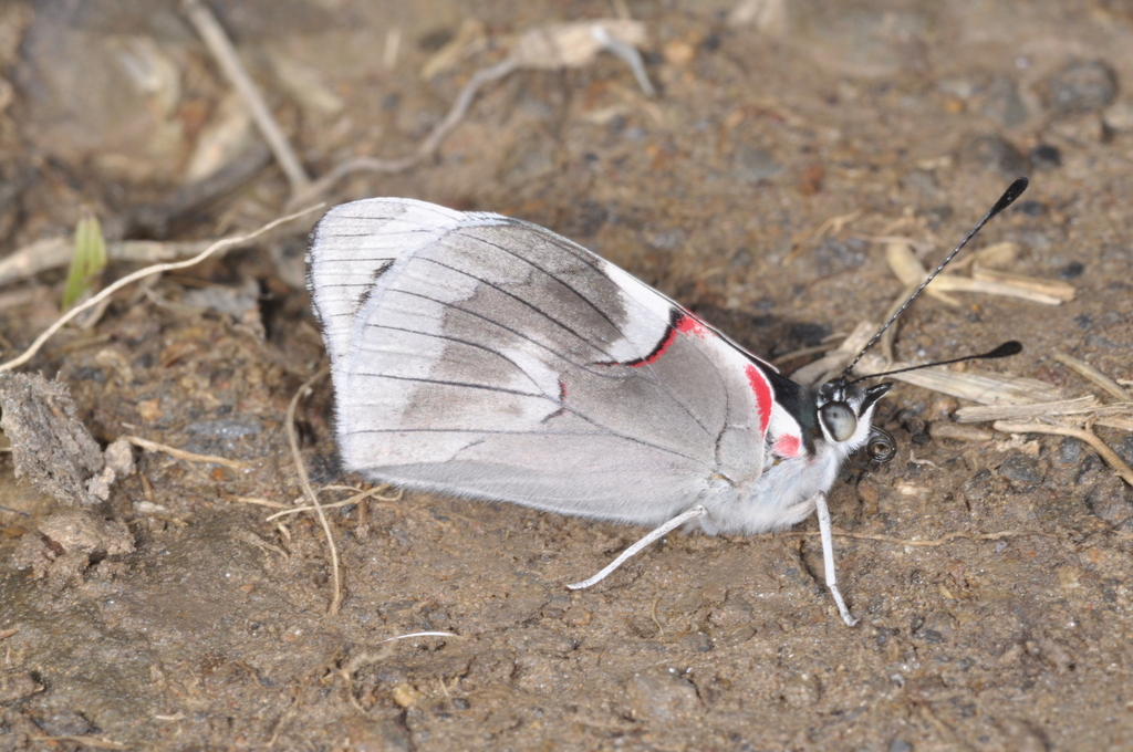 Perisama morona