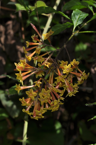 Image of Cestrum lorentzianum by (c) aacocucci, some rights reserved (CC BY)