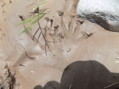 Iguanidae