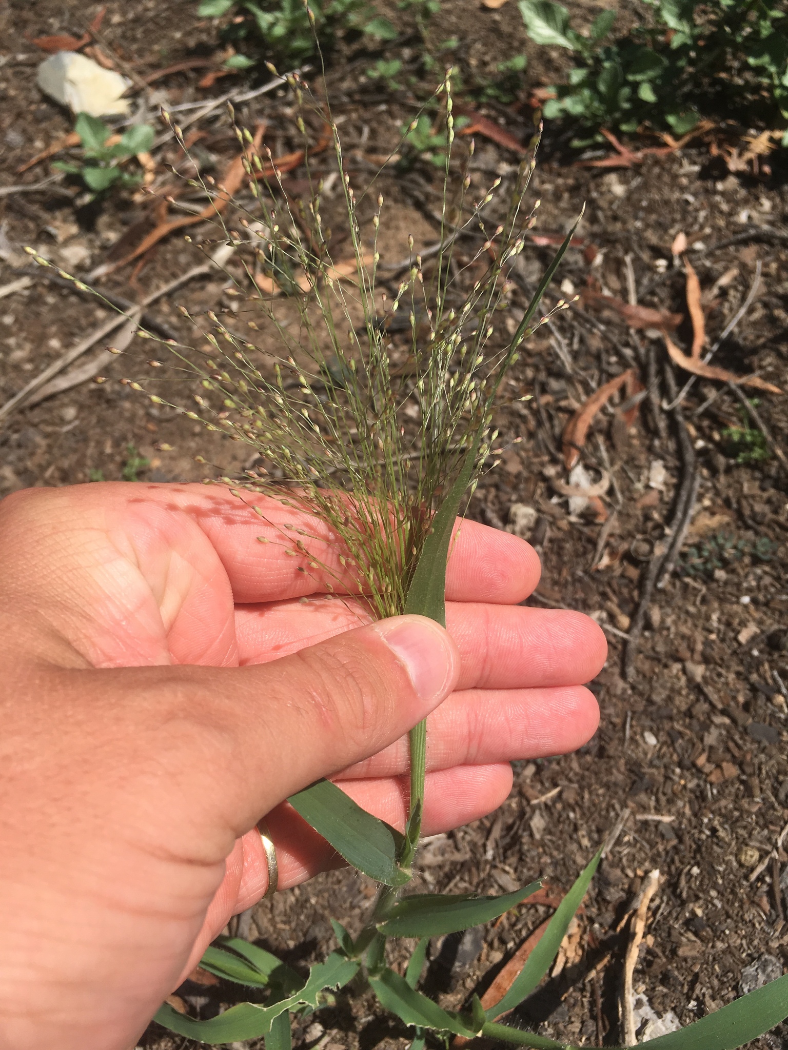 Panicum hillmanii