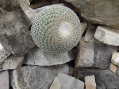 Mammillaria lanata